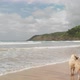 A dog enjoying the beach - VideoHive Item for Sale