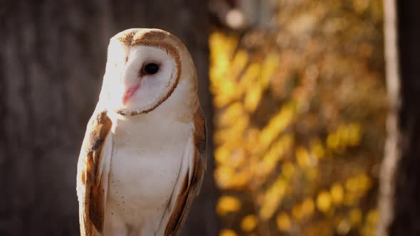 Close-up of a Barn Owl