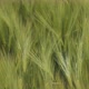 Cereal field in spring . Rye ears swaying in the wind - 4K image - VideoHive Item for Sale