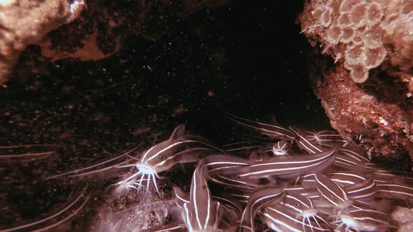 Red Sea Tropical Cat-fish