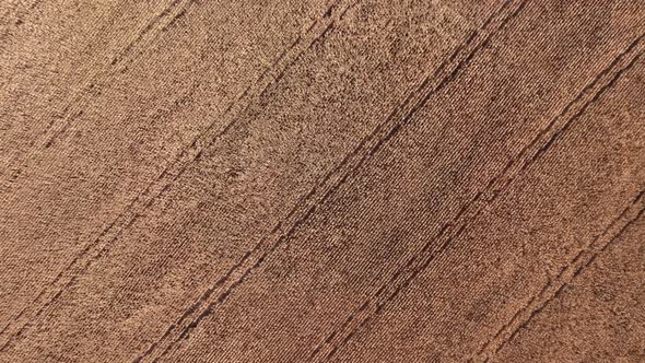 Flying over dry corn field, top view, Ukraine, Europe. Aerial view of cornfield