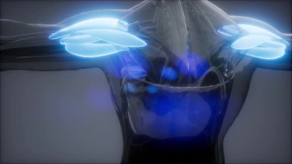 Deltoid - Visible Muscle Anatomy Map alt