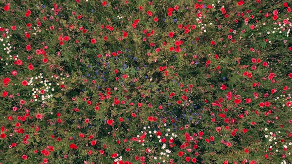 Summer Field of Red Blooming Poppies