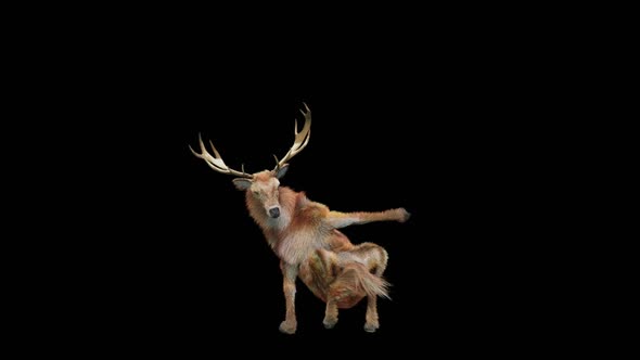 47 Deer Dancing HD alt