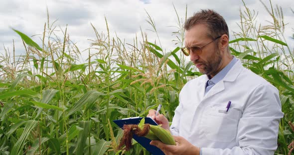 Footage of a Scientist in a Cornfield Checking the Condition of the Crop and Making Notes on the