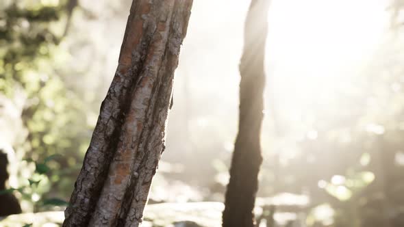 Rays of Bursting Sunlight in a Misty Forest