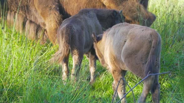 Bison with Two Calves