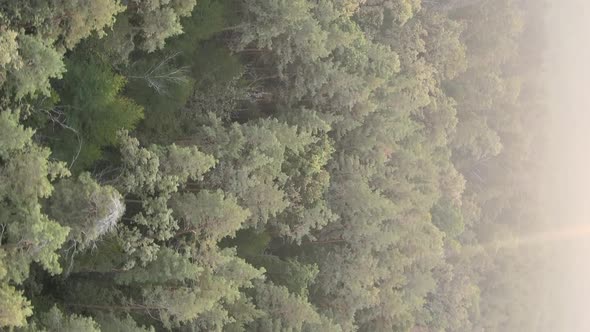 Vertical Video of a Green Forest on a Summer Day