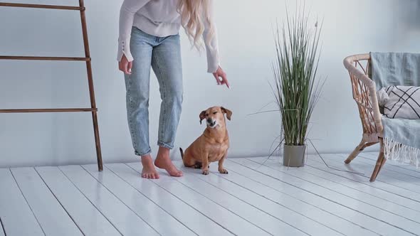 Blonde Woman Caucasian Nationality Home Clothes Plays Trains Her Small Brown Dog Dachshund with Big