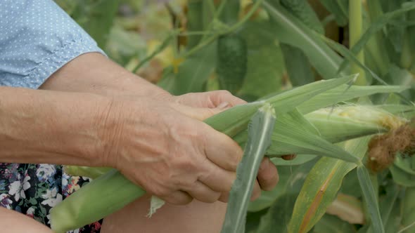 Woman Farmer Cleans The Cob Of Ripe Corn From The Leaves Close-Up At Garden