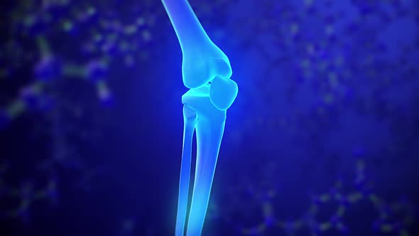 Knee skeleton x-ray scan