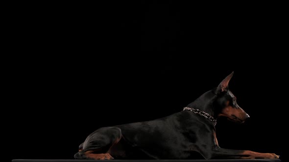 Doberman Pinscher in a Stylish Collar in the Form of a Chain Plays in the Studio on a Black