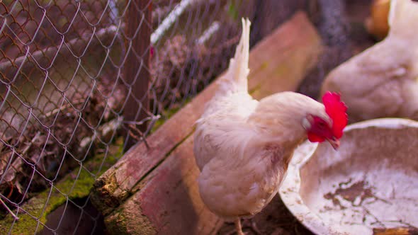 Close Up of Chicken Walking Near Fence in Paddock Outdoor