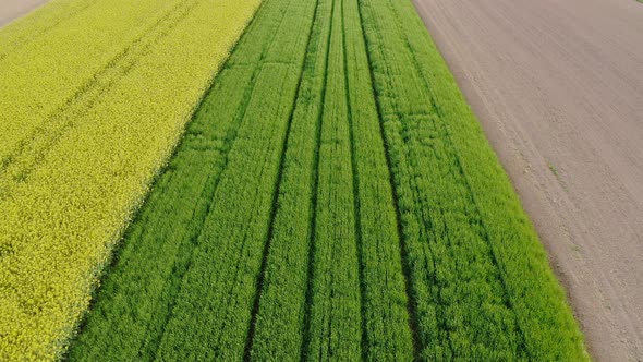 Aerial shot of agricultural area with canola and grainfield