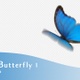 Blue Butterfly V1 - VideoHive Item for Sale