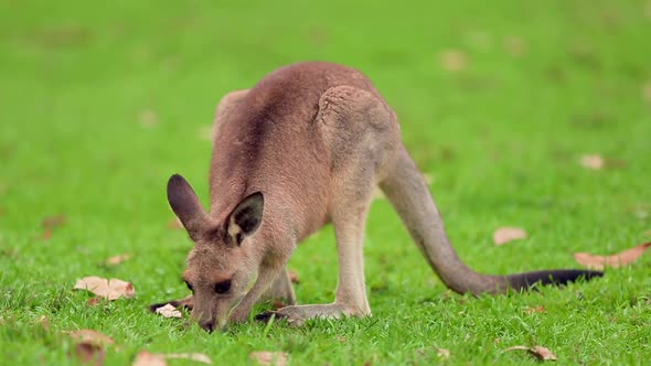 Kangaroo Mob Feeding on Green Grass on a Sunny Day Close Up