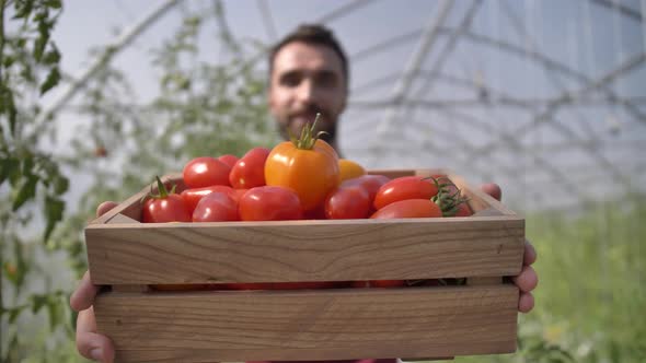 Box with Plucked Tomatoes in Hands of Proud Male