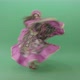 Romantic Moldovan Girl Dancing In Roma Gypsy Dress Isolated On Green Screen  - VideoHive Item for Sale