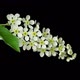 Bird Cherry Flowers Blooming - VideoHive Item for Sale