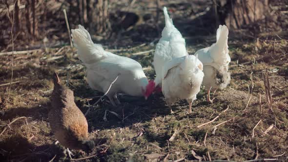 Chickens And Cock Walk On Garden. Hens On Barn Yard In Eco Farm. Chicken Feeding Traditional Rural.