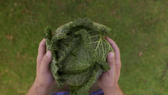 Farmer Hands Showing Fresh Raw Green Savoy Cabbage