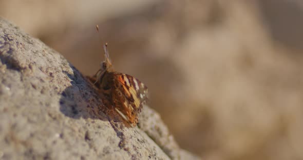 Butterfly On A Rock