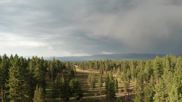 Forrest Before The Storm