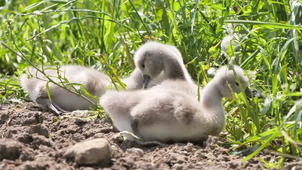 sweet young swans eating on the field at the plants