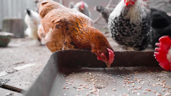 A Beautiful Young Hen of a Light Brown Color Pecks Wheat From a Feeder in Slow Motion