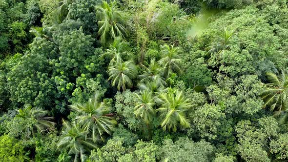 Aerial view of deep green forest or jungle at rainy season.