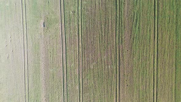 Field Full Of Tractor Traces Filmed With A Bird's Eye View