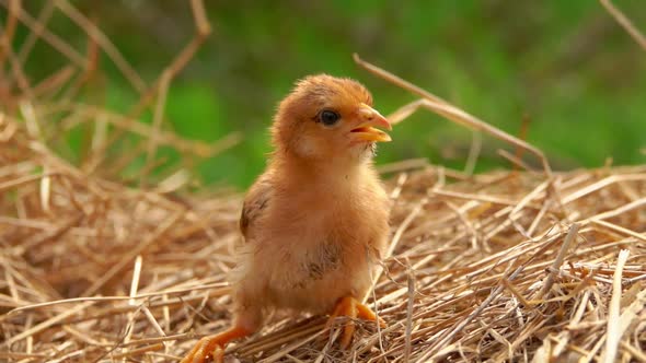 Little Ginger Chick Sits on the Straw