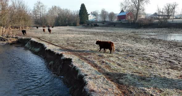 Scottish highland cattle walk by stream in winter frost. Red cows with long horns. Aerial flight ove