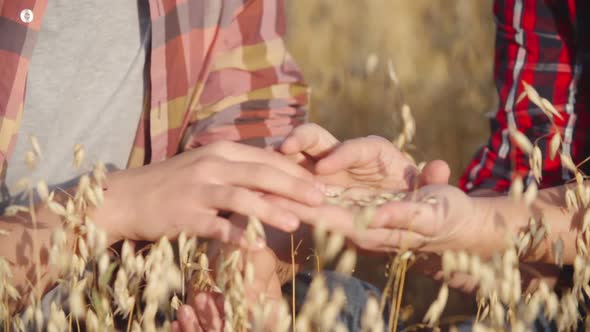 Ripe grains in Hands of Farmer