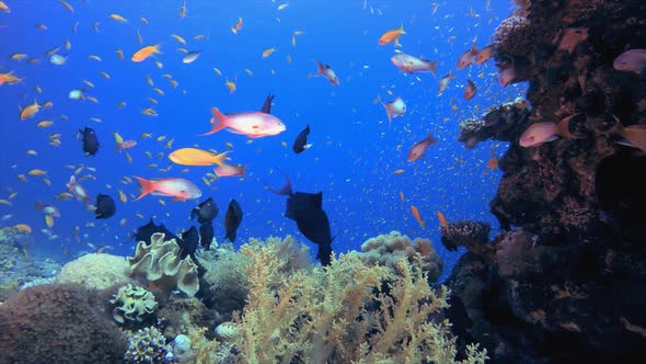 Underwater Tropical Sea Colourful Fish