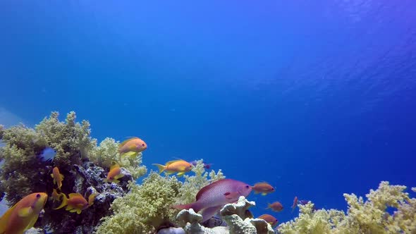 Underwater Colorful Fishes with Blue Water Background