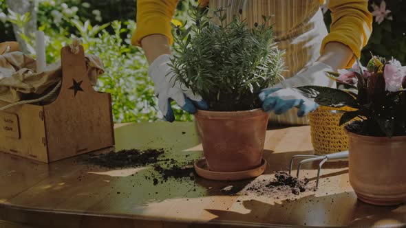 Gardener Replants Potted Lavender Plant in Summer Blooming Garden