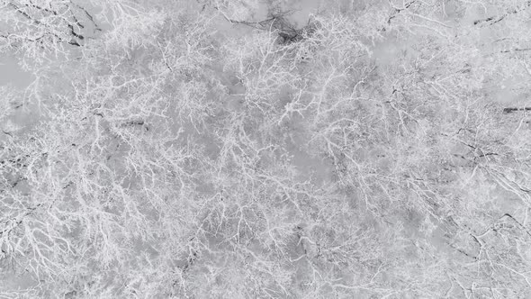 Aerial Rotate View of Winter Forest Covered Snow