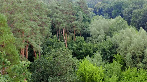 Fresh landscape of woodland. Beautiful forest with tall pine trees and mixed green trees in summer. 