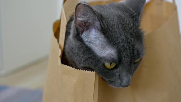 A Gray Cat Climbed Into a Bag From a Supermarket and Meows Opening a Mouth with Fangs and a Red