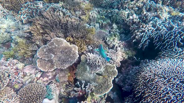 A blue green parrotfish swimming around the stunning coral reef in the Coral Triangle of Timor Leste