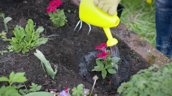 Close Up Gardener Watering Blooming Petunia in Outdoor Flower Bed, Gardening