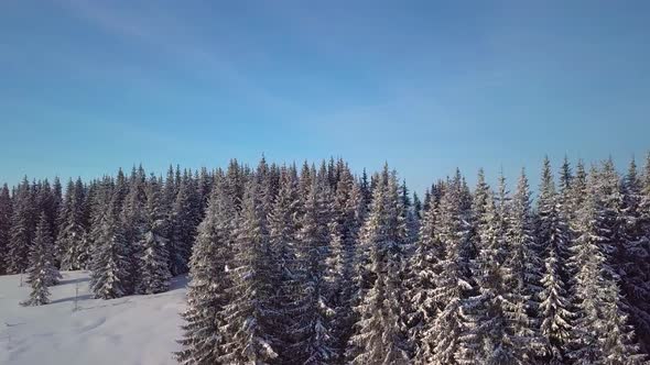 Flight Over Snowcovered Trees in the Mountains in Winter