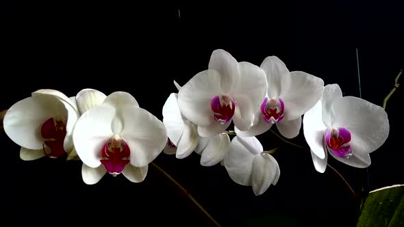 Orchidaceae, white orchid in a black background. Falling drops of water on flowers.