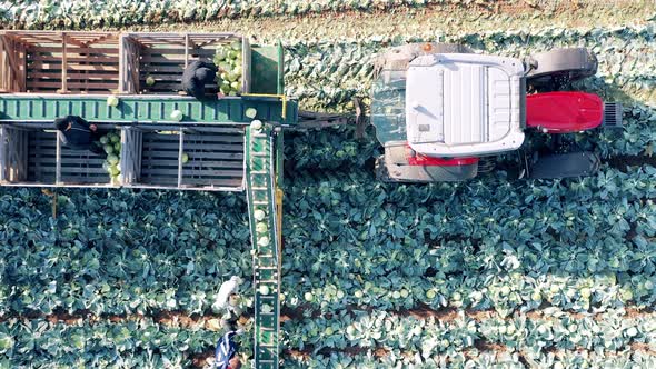 Top View of Farmers Using Tractor Conveyor to Harvest Cabbage