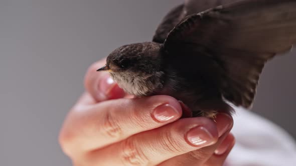 Barn Swallow  Hirundo Rustica in Ukrainian Woman Hands