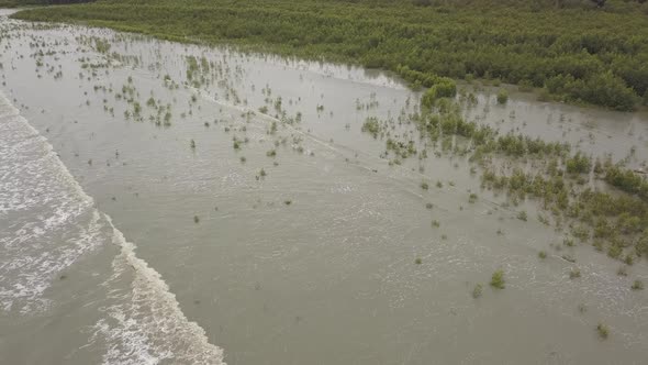 Wave hit the coastal and mangrove trees.