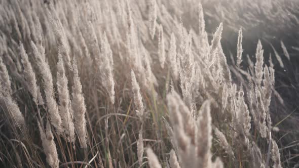 Close Up of Grass Field Flowers at Sunset Orsunrise Light