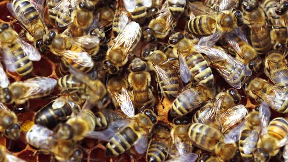 Queen Cell Close Up in Bee Colonies