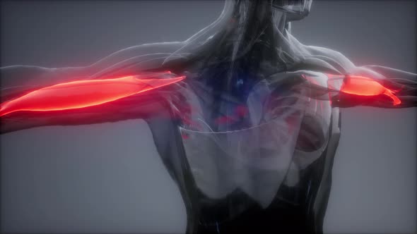 Biceps - Visible Muscle Anatomy Map alt